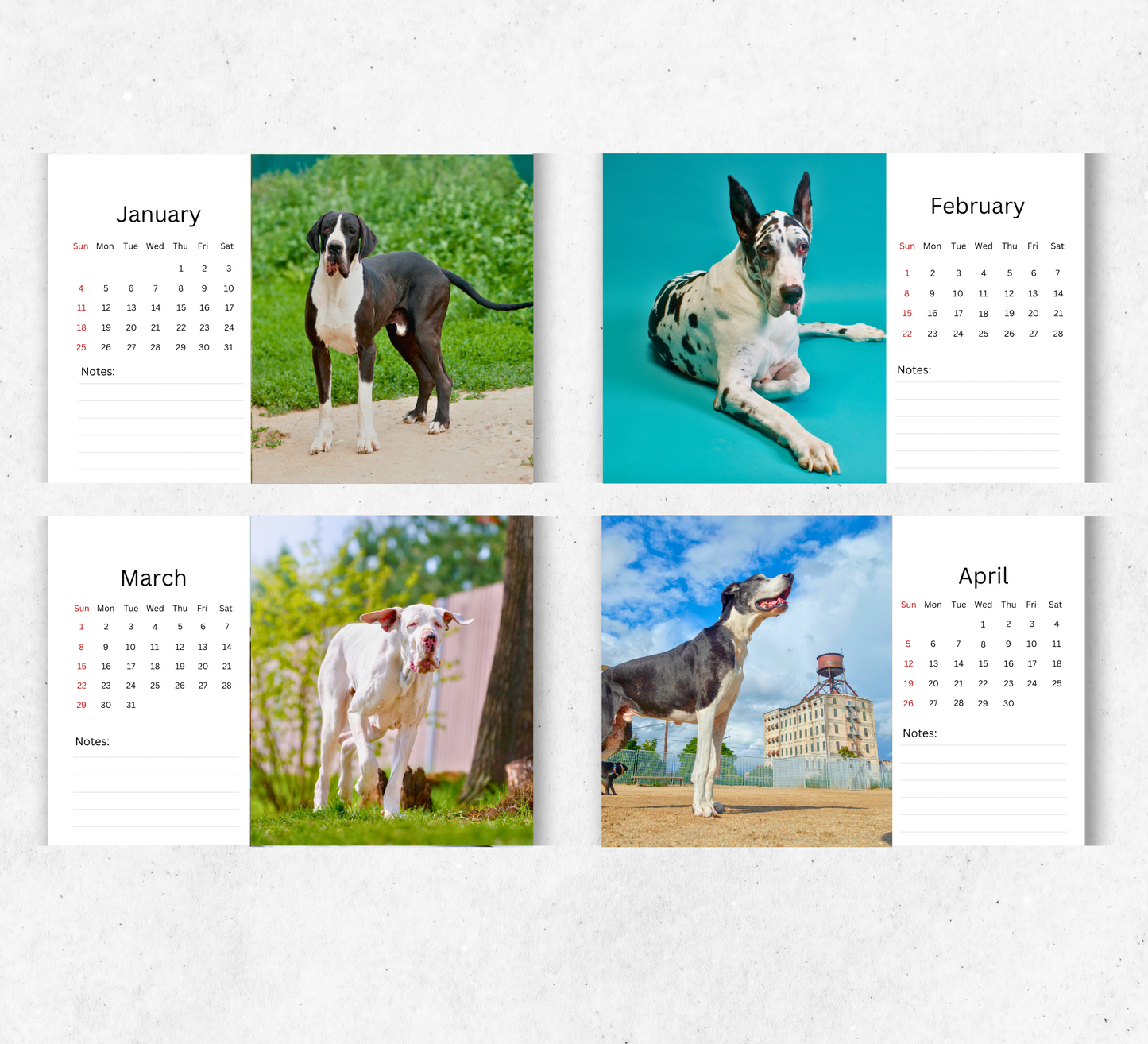 Great Dane Desk Calendar 2026-2027