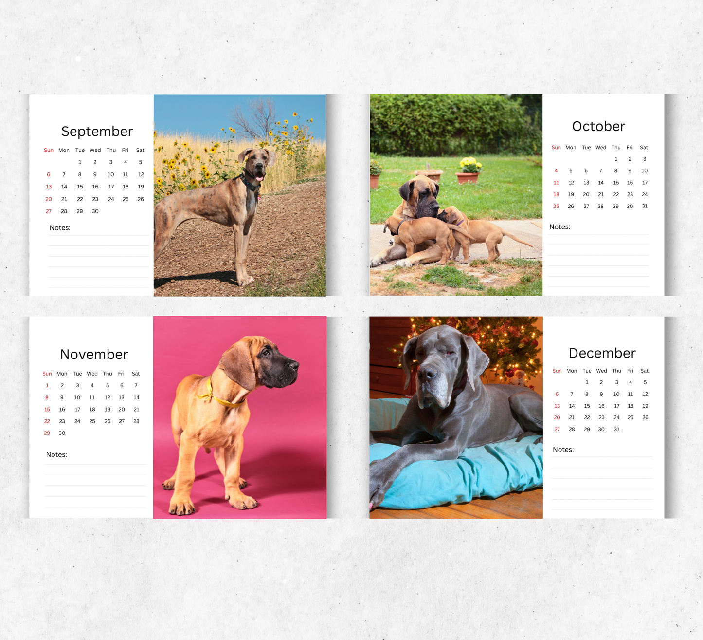Great Dane Desk Calendar 2026-2027