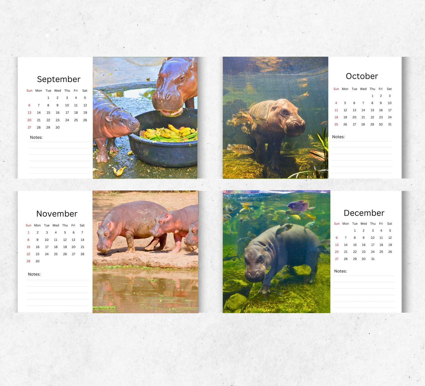 Hippo Desk Calendar 2026-2027