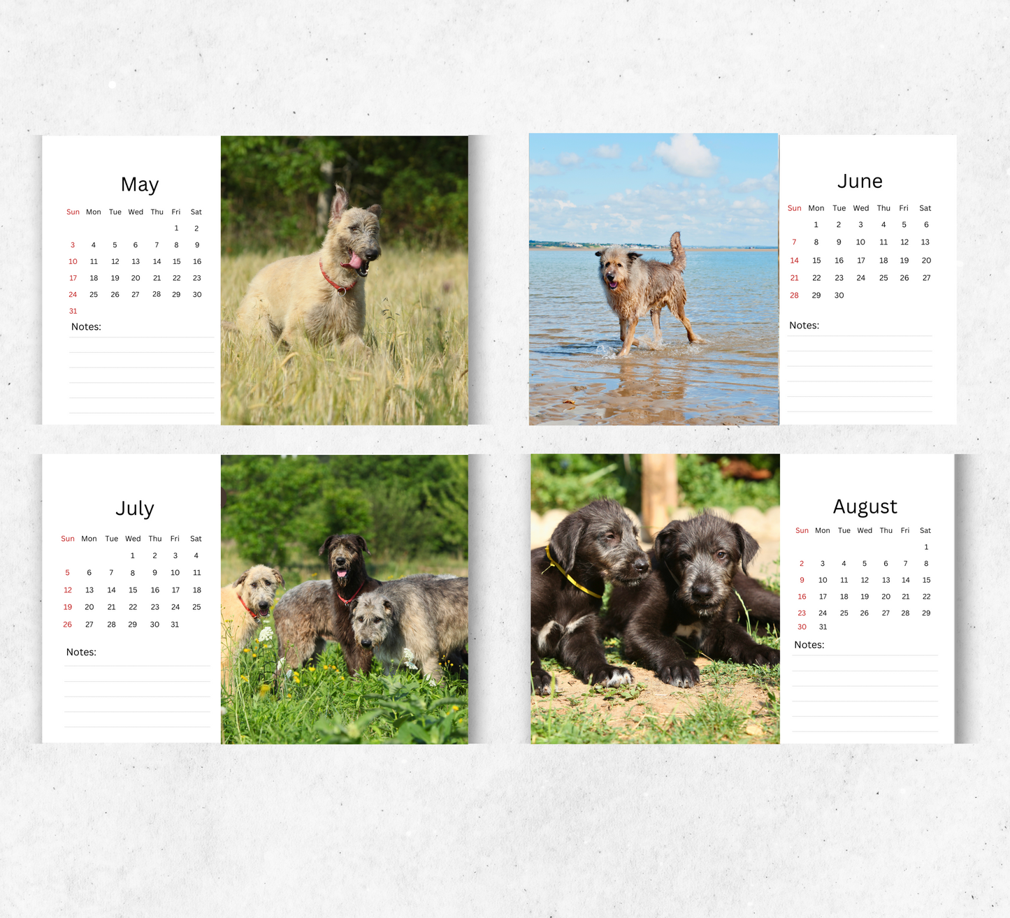 Irish Wolfhound Desk Calendar 2026-2027
