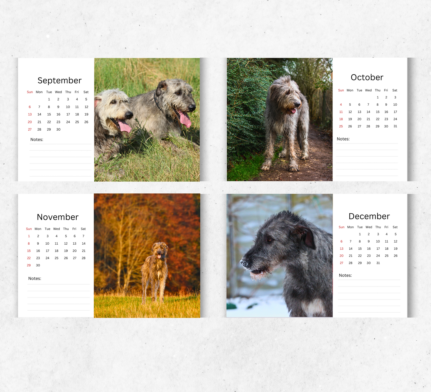 Irish Wolfhound Desk Calendar 2026-2027