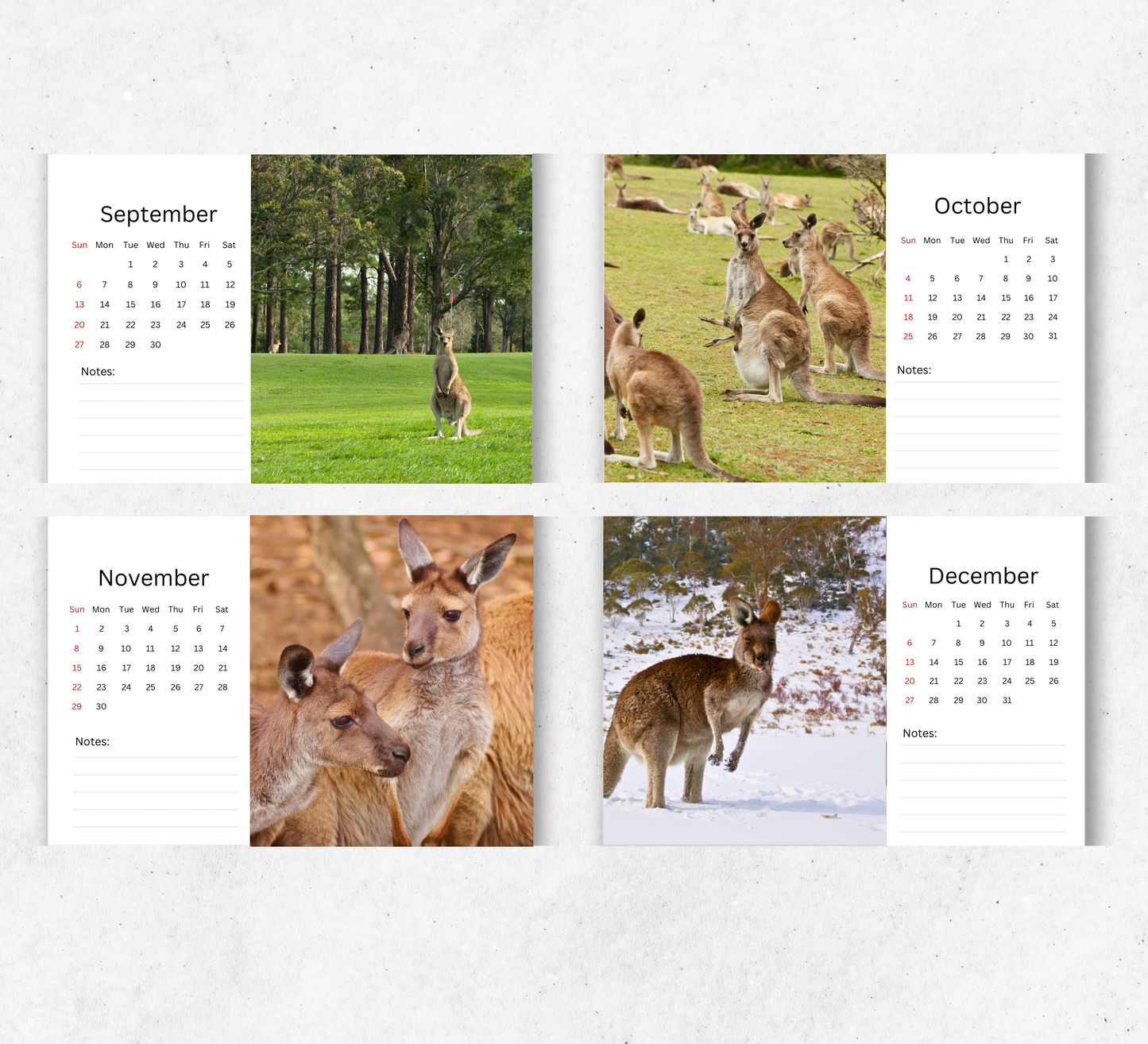 Kangaroo Desk Calendar 2026-2027