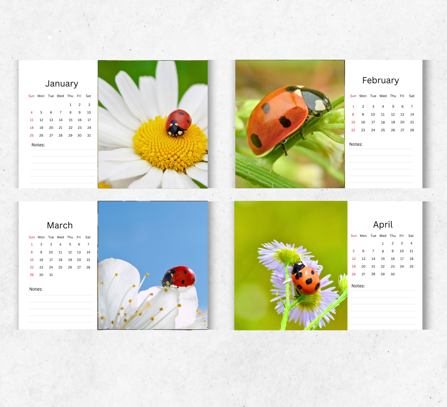 Ladybird Desk Calendar 2026-2027