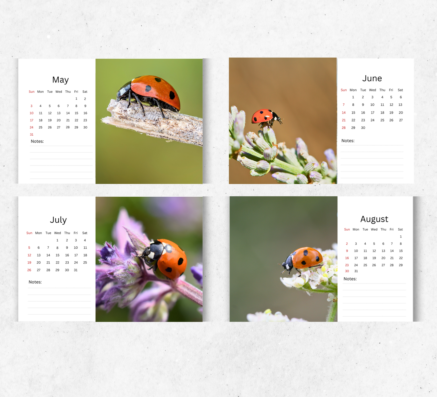 Ladybird Desk Calendar 2026-2027