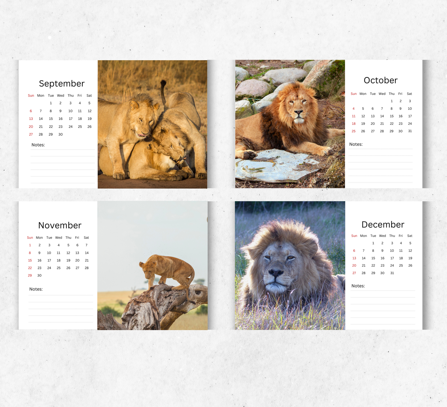 Lion Desk Calendar 2026-2027
