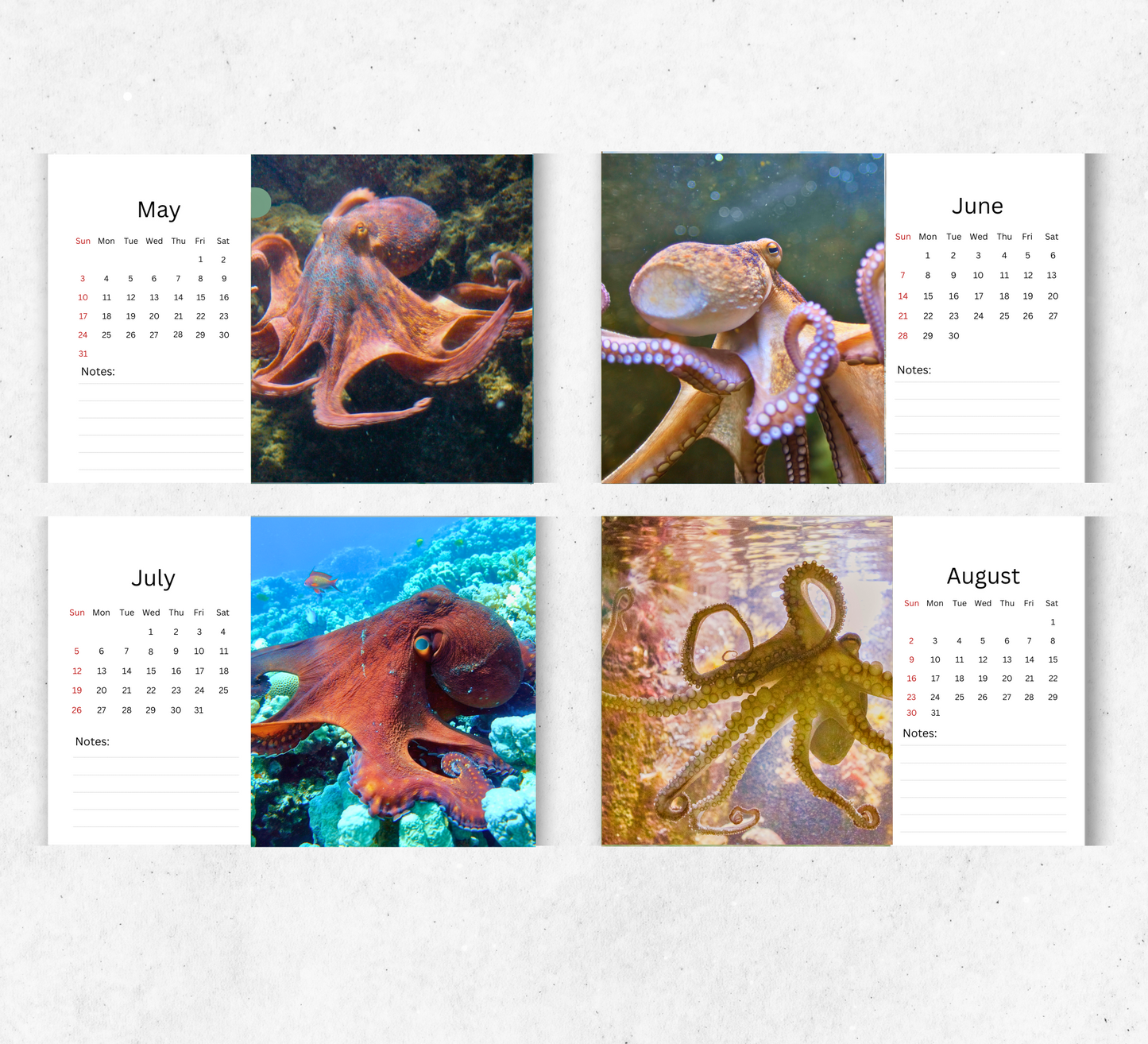 Octopus Desk Calendar 2026-2027