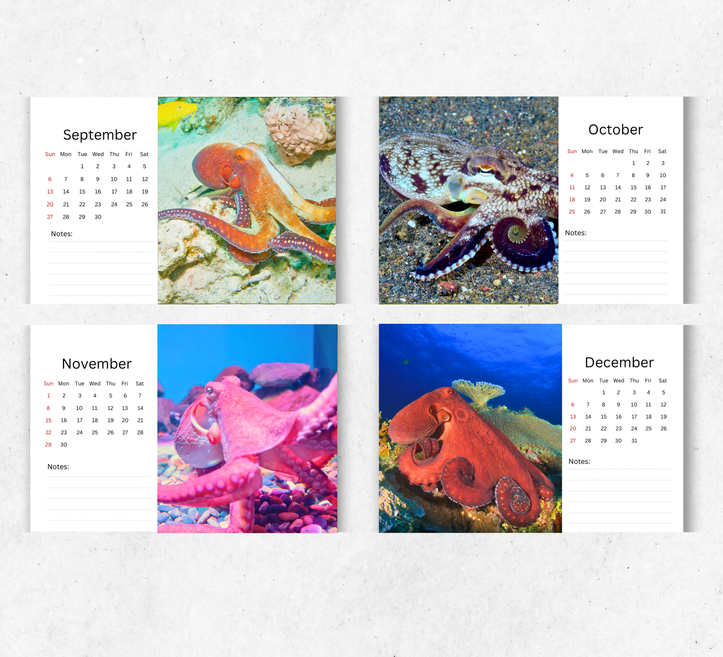 Octopus Desk Calendar 2026-2027
