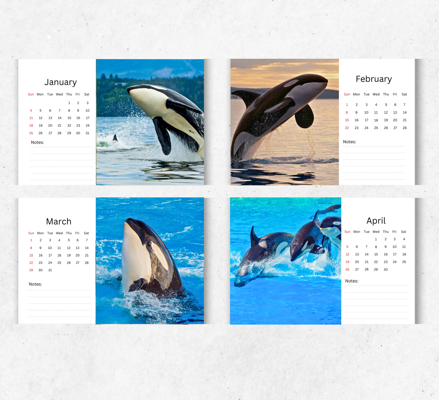 Orca Desk Calendar 2026-2027