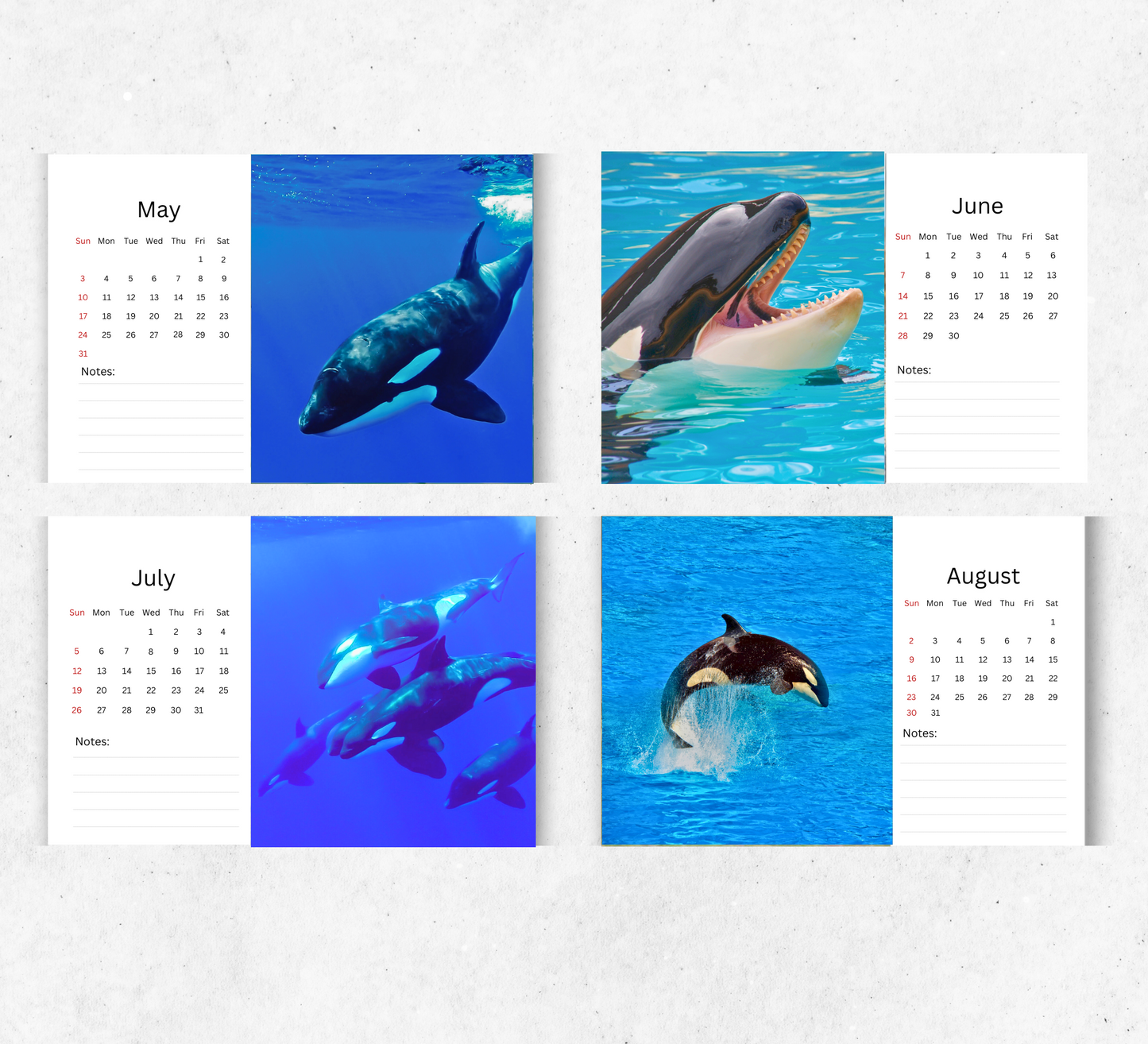 Orca Desk Calendar 2026-2027