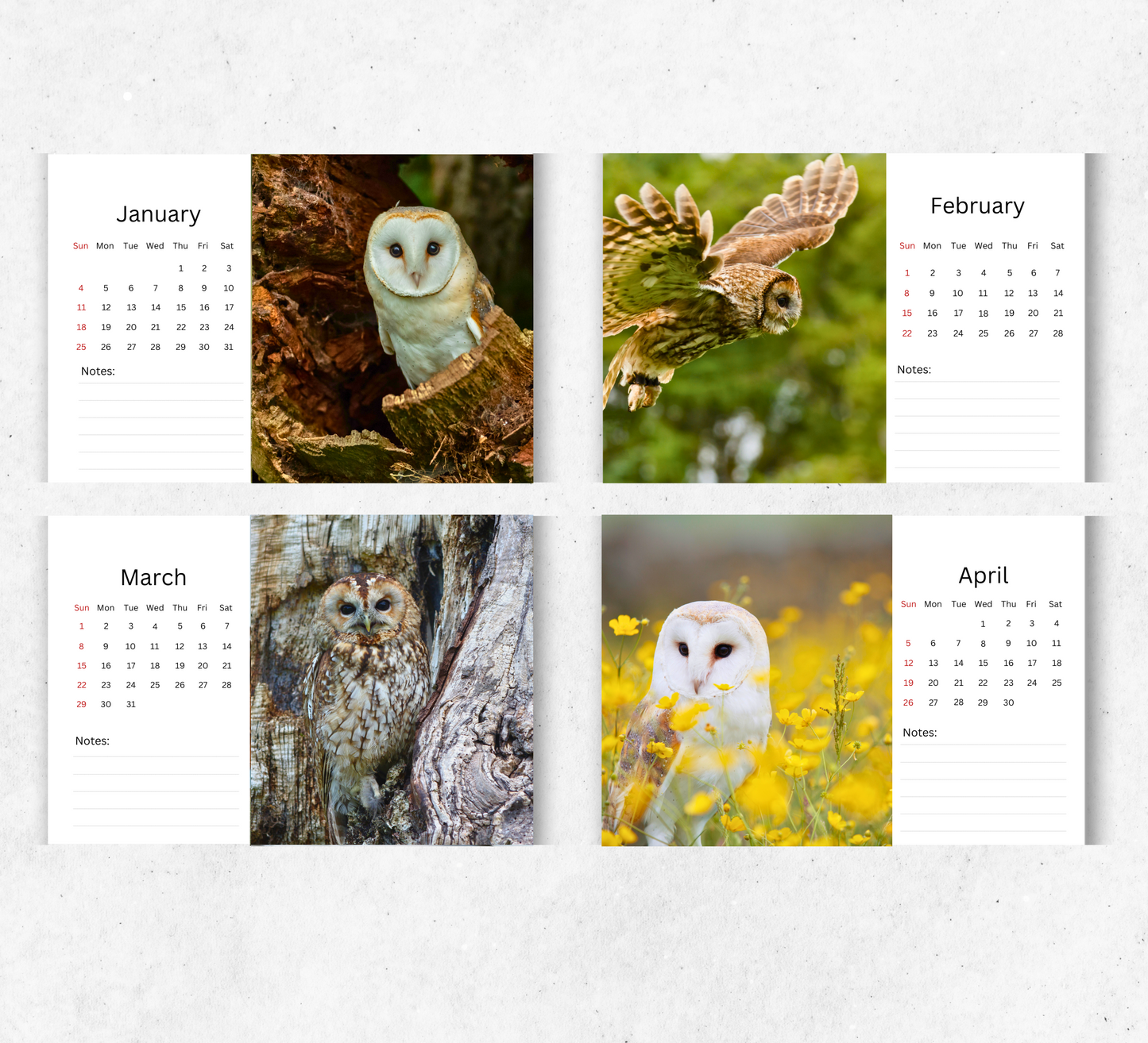 Owl Desk Calendar 2026-2027