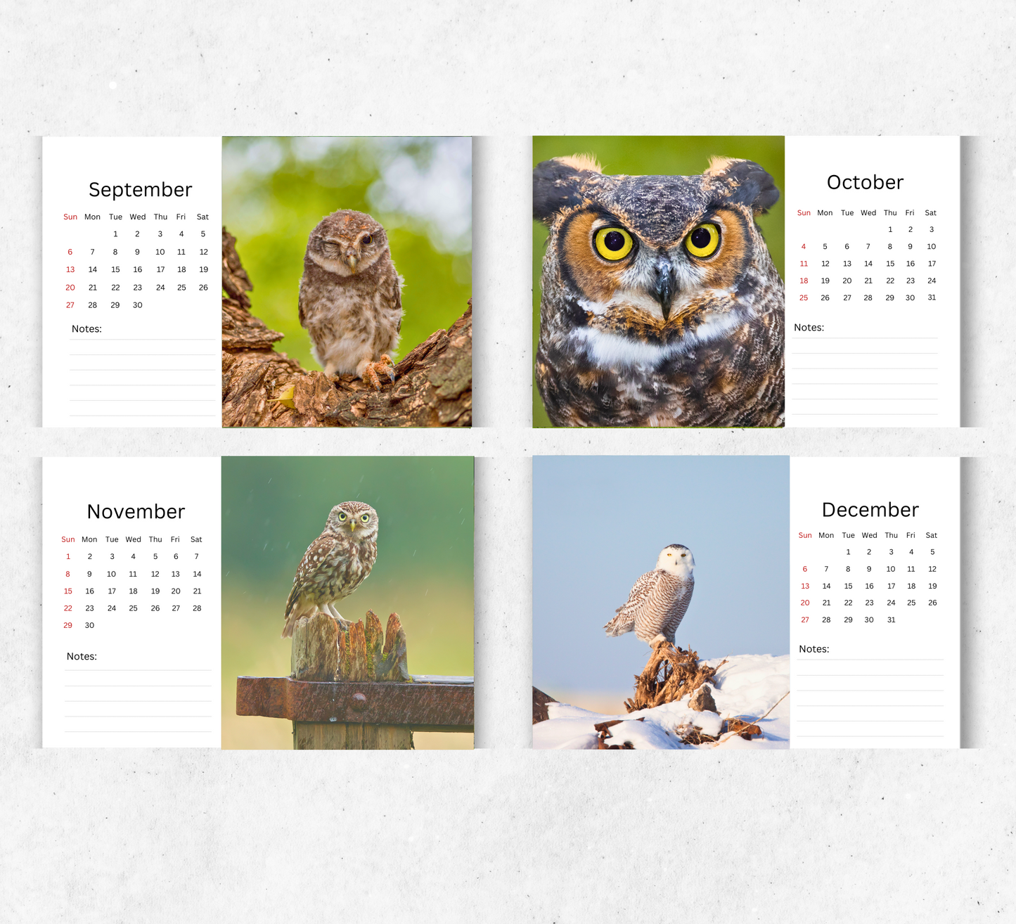 Owl Desk Calendar 2026-2027