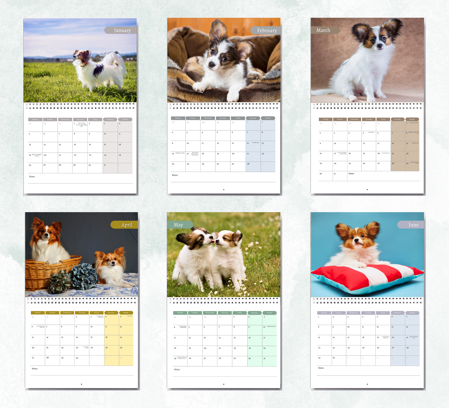 Papillon Calendar 2026