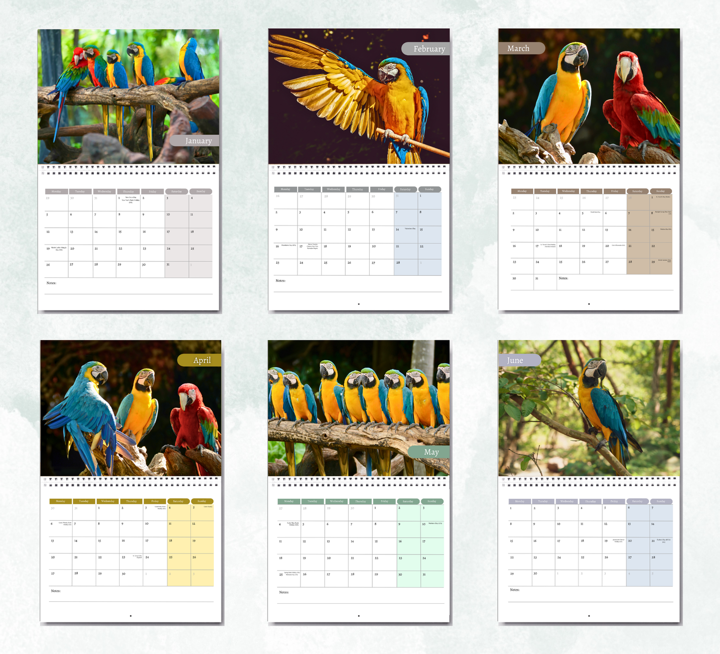 Parrot Calendar 2026