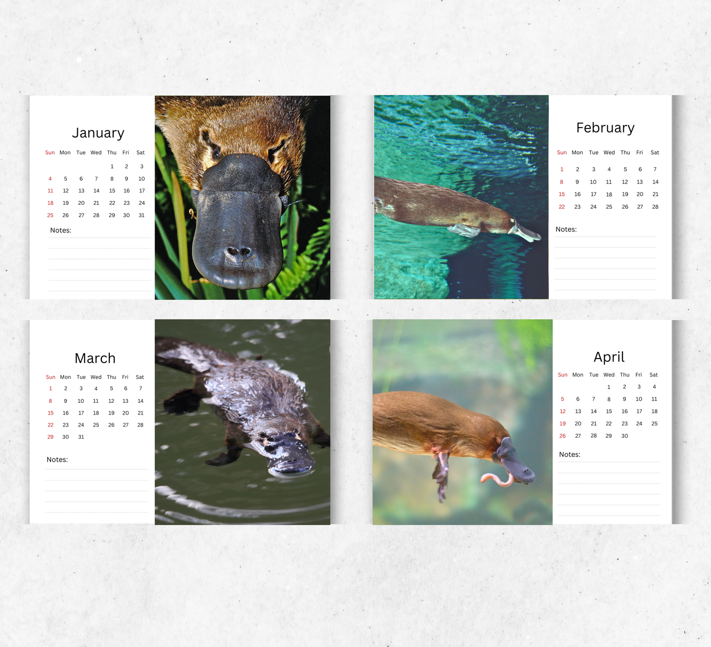 Platypus Desk Calendar 2026-2027