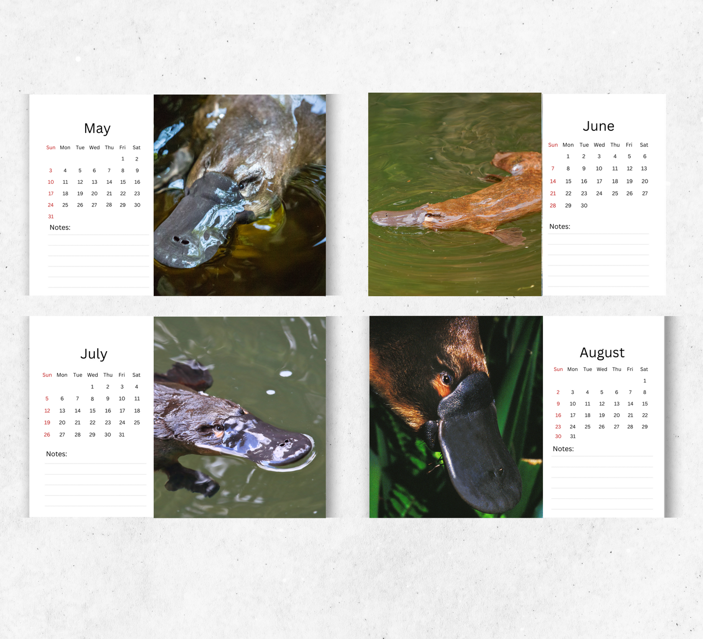 Platypus Desk Calendar 2026-2027
