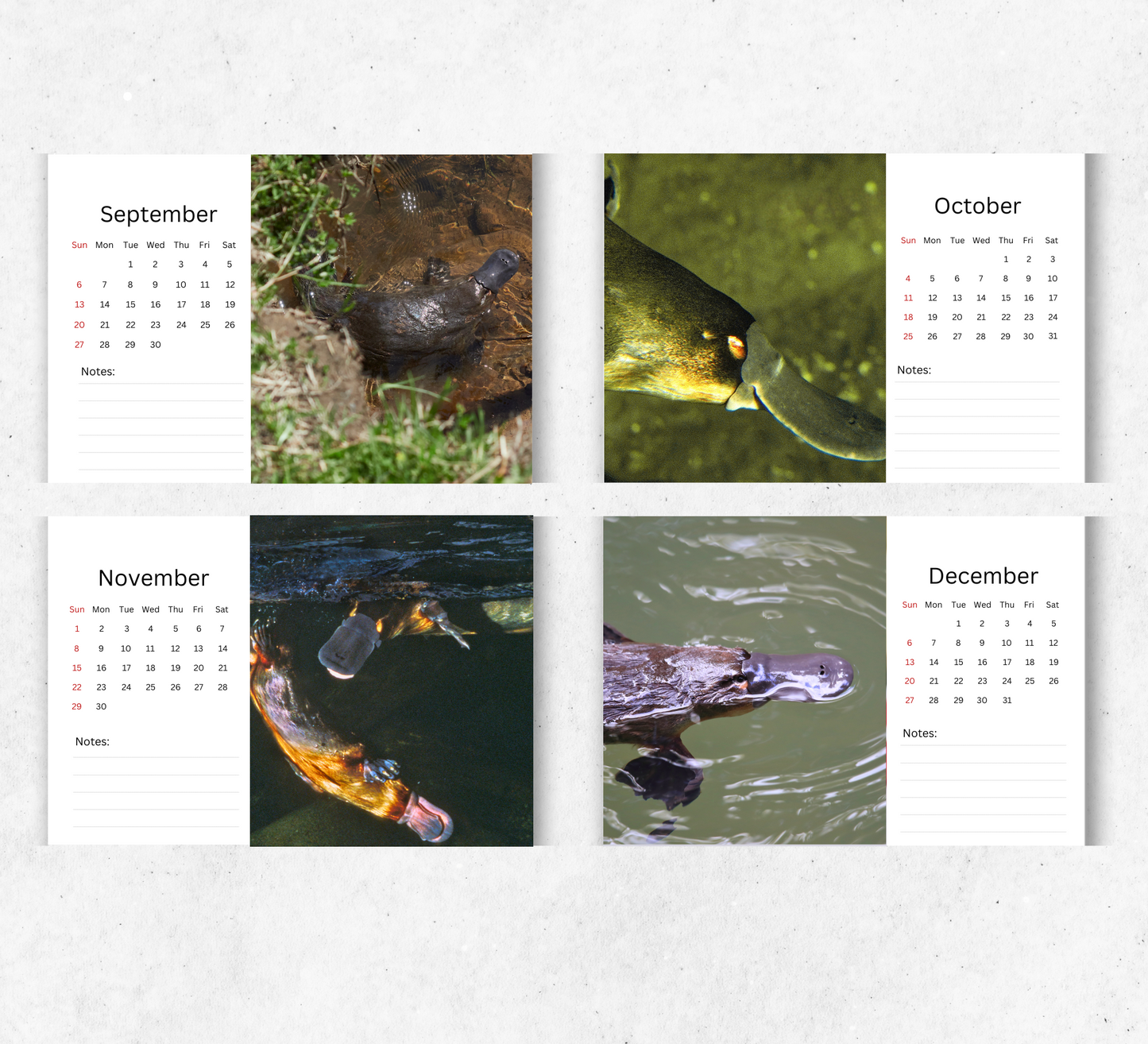 Platypus Desk Calendar 2026-2027
