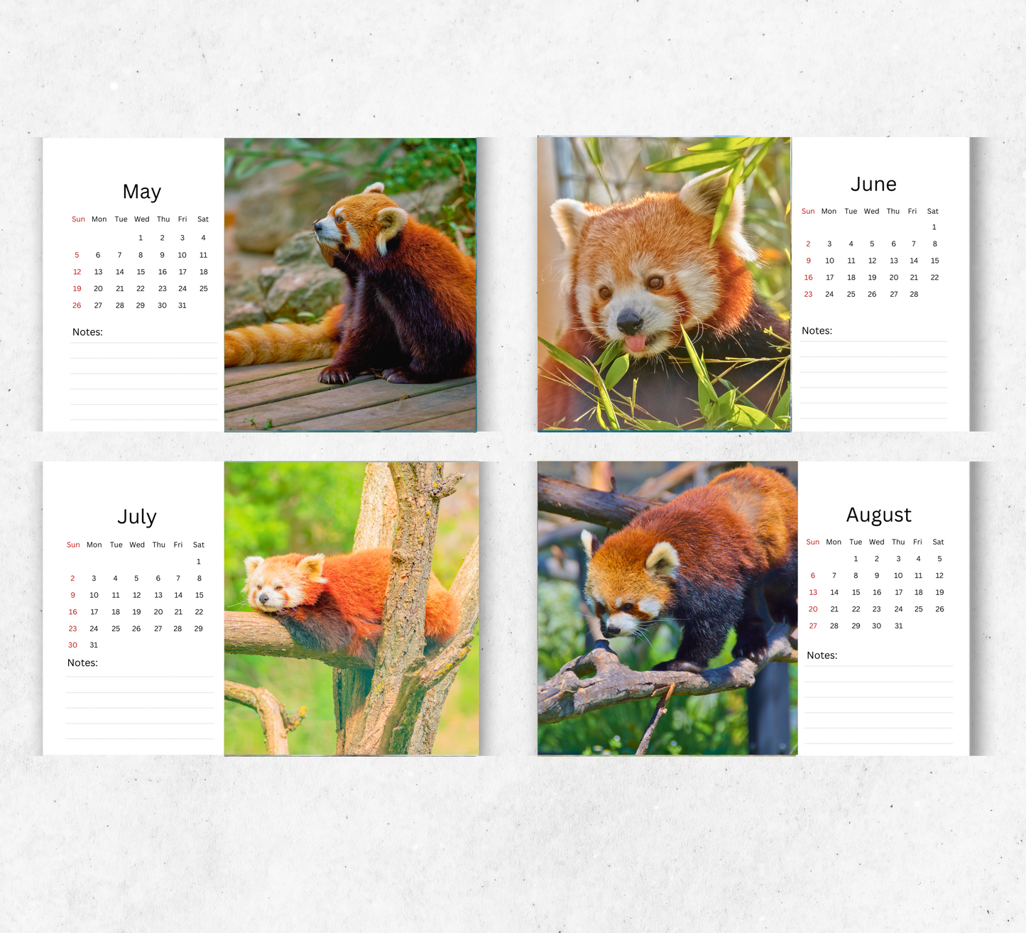 Red Panda Desk Calendar 2026-2027