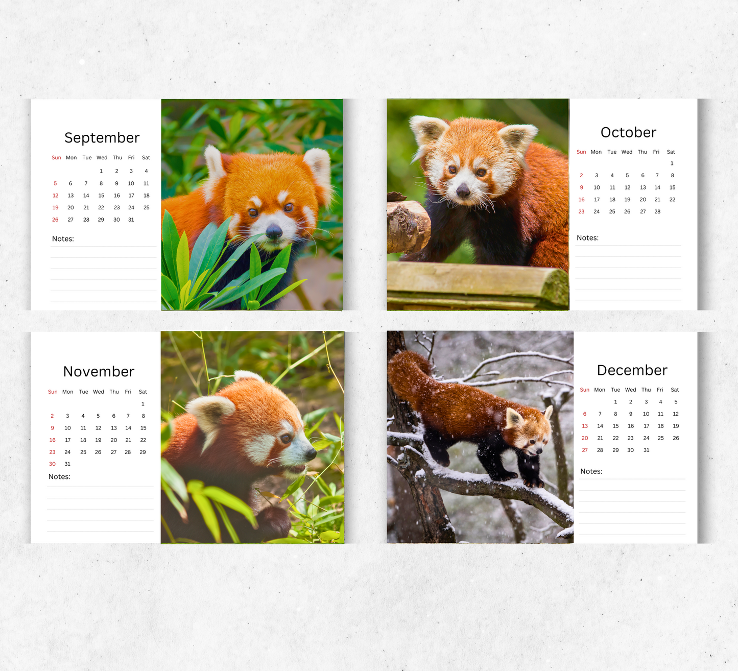 Red Panda Desk Calendar 2026-2027