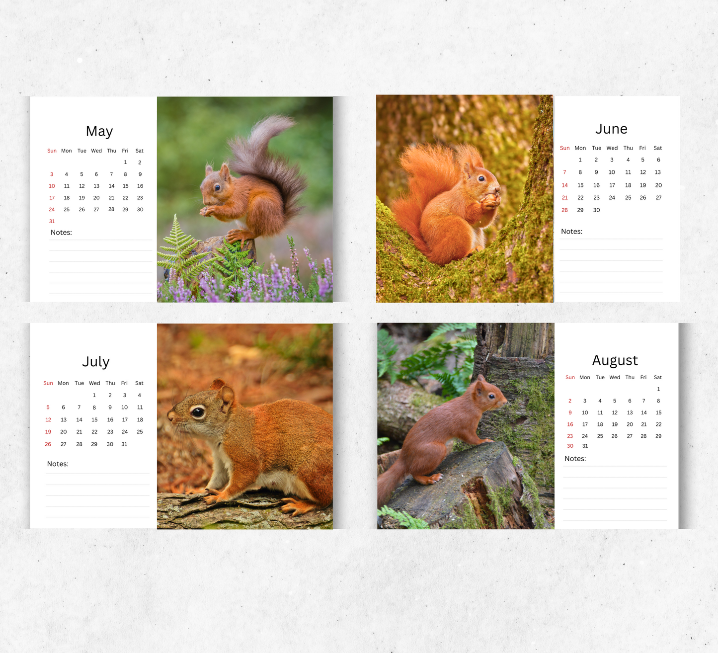 Red Squirrel Desk Calendar 2026-2027