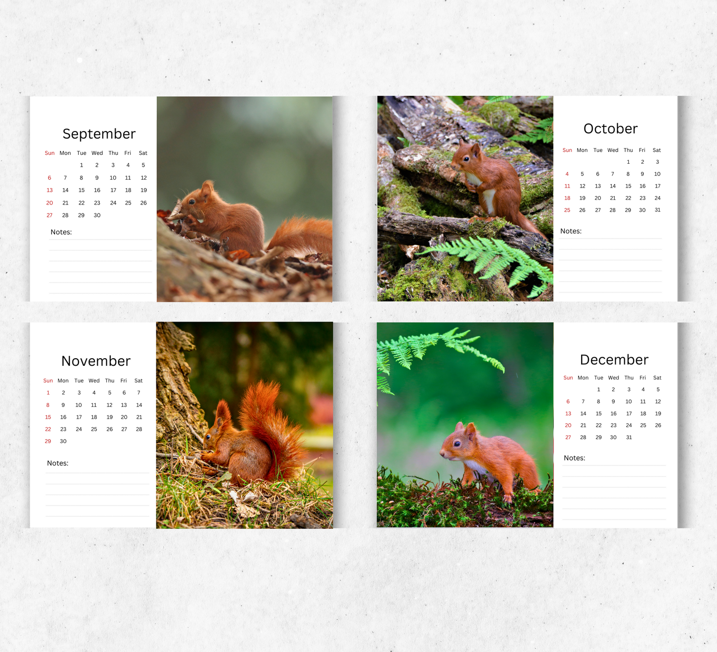 Red Squirrel Desk Calendar 2026-2027