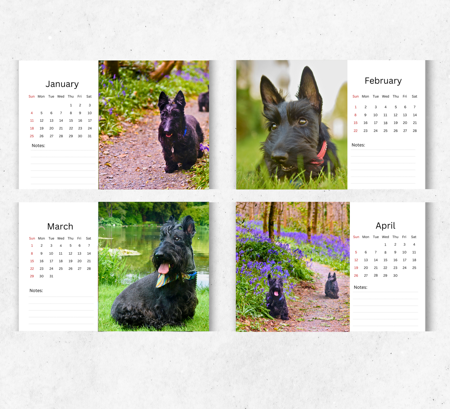 Scottish Terrier Desk Calendar 2026-2027