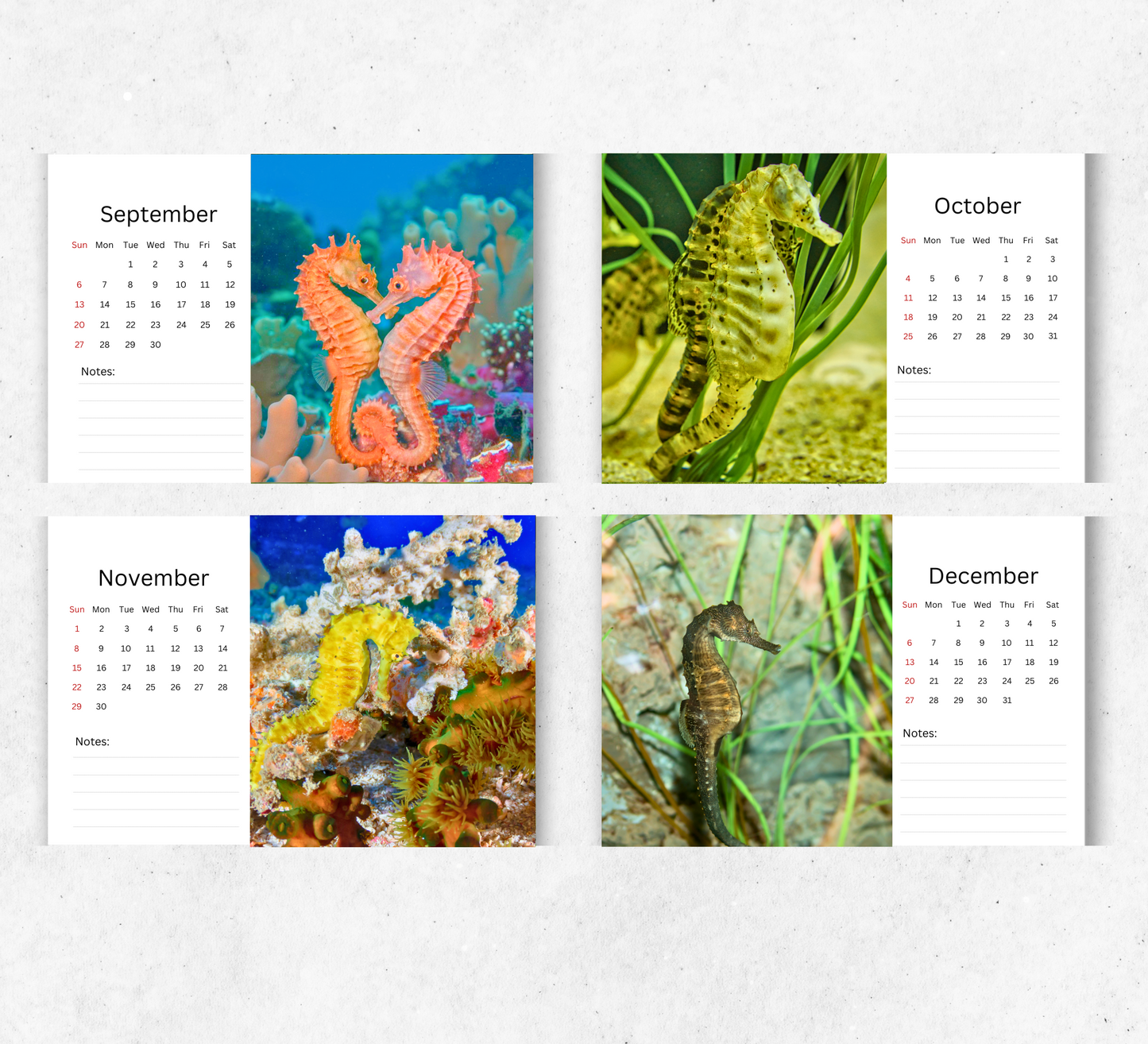Seahorse Desk Calendar 2026-2027