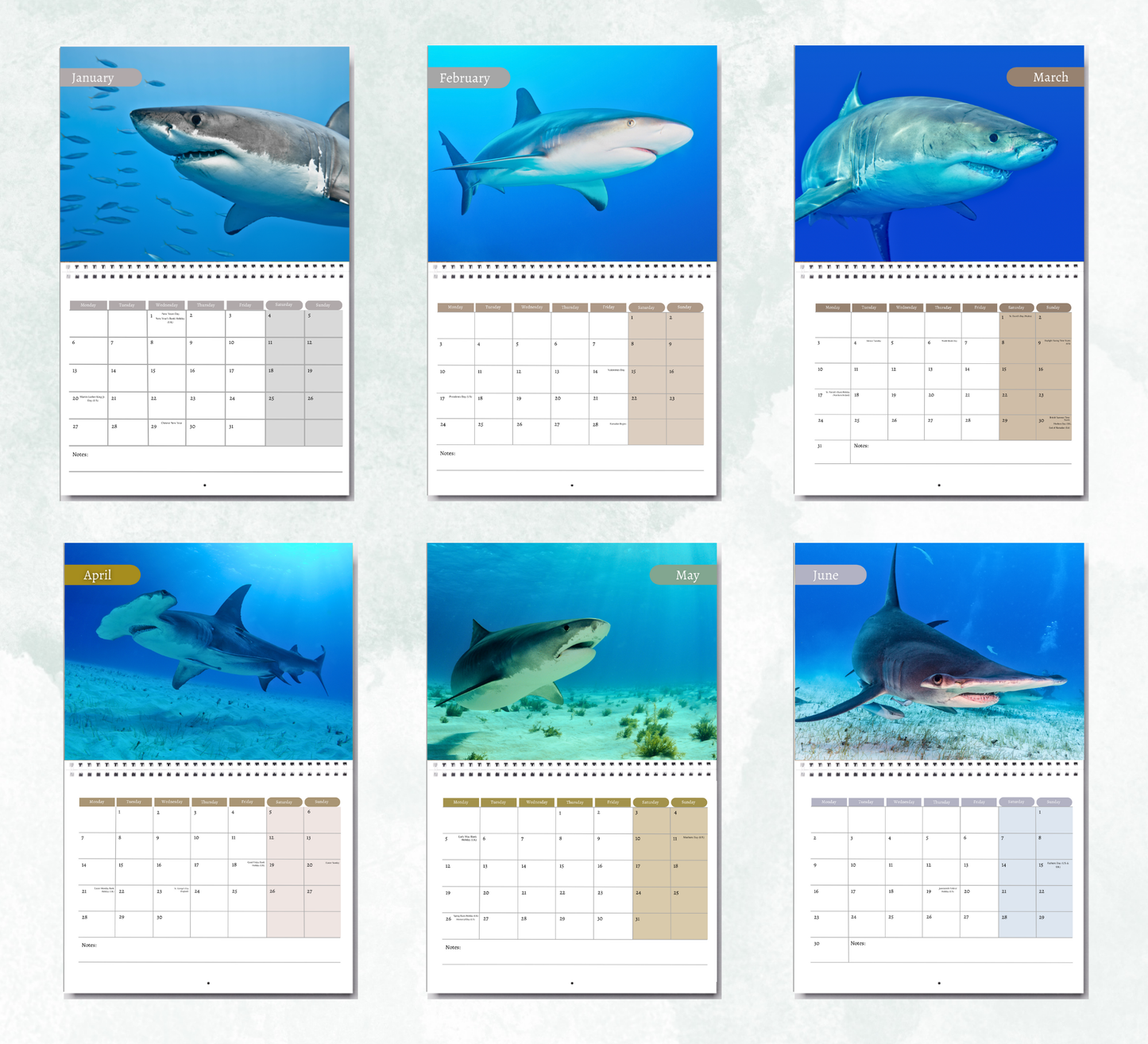 Shark Calendar 2026