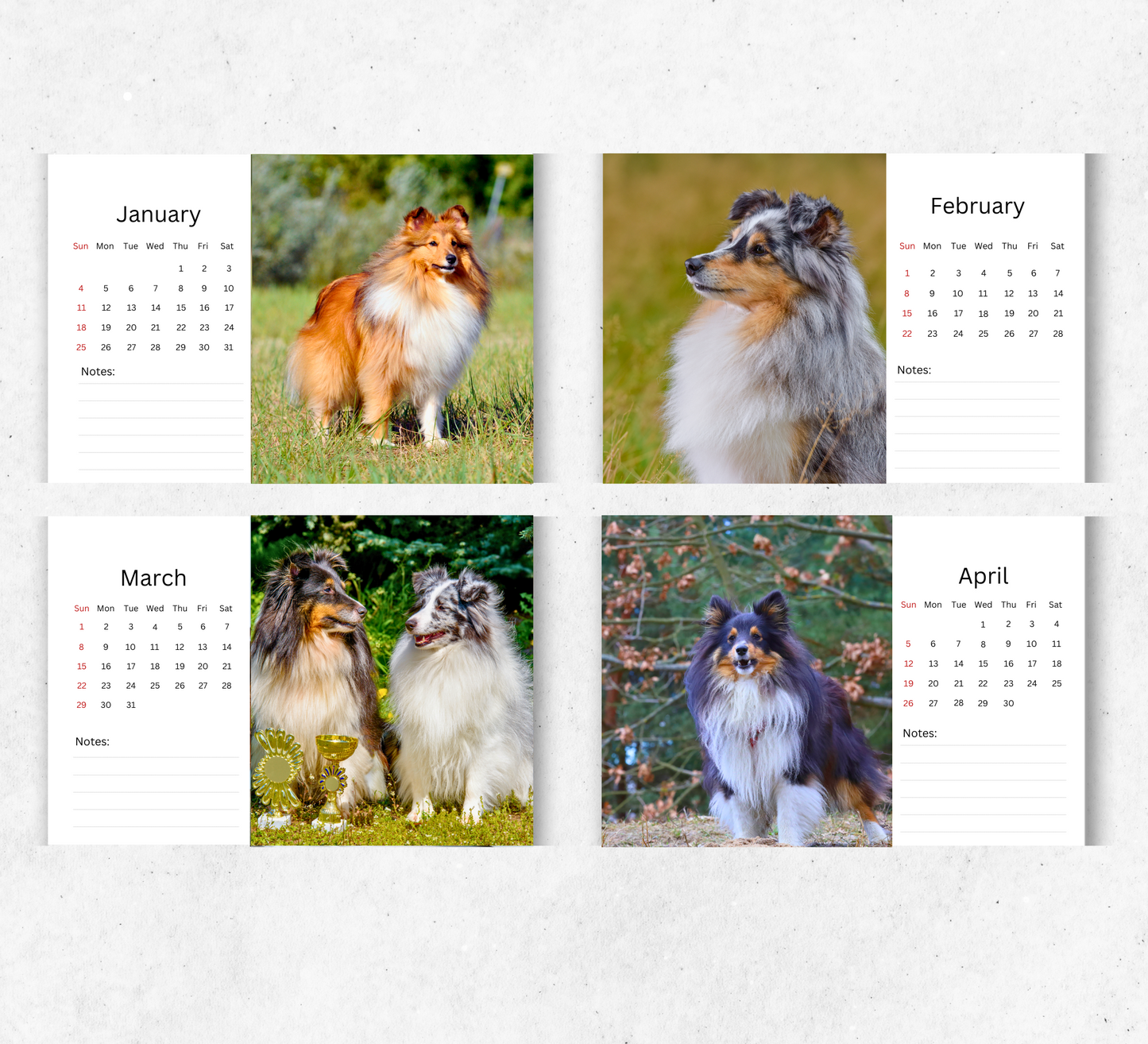 Shetland Sheepdog Desk Calendar 2026-2027