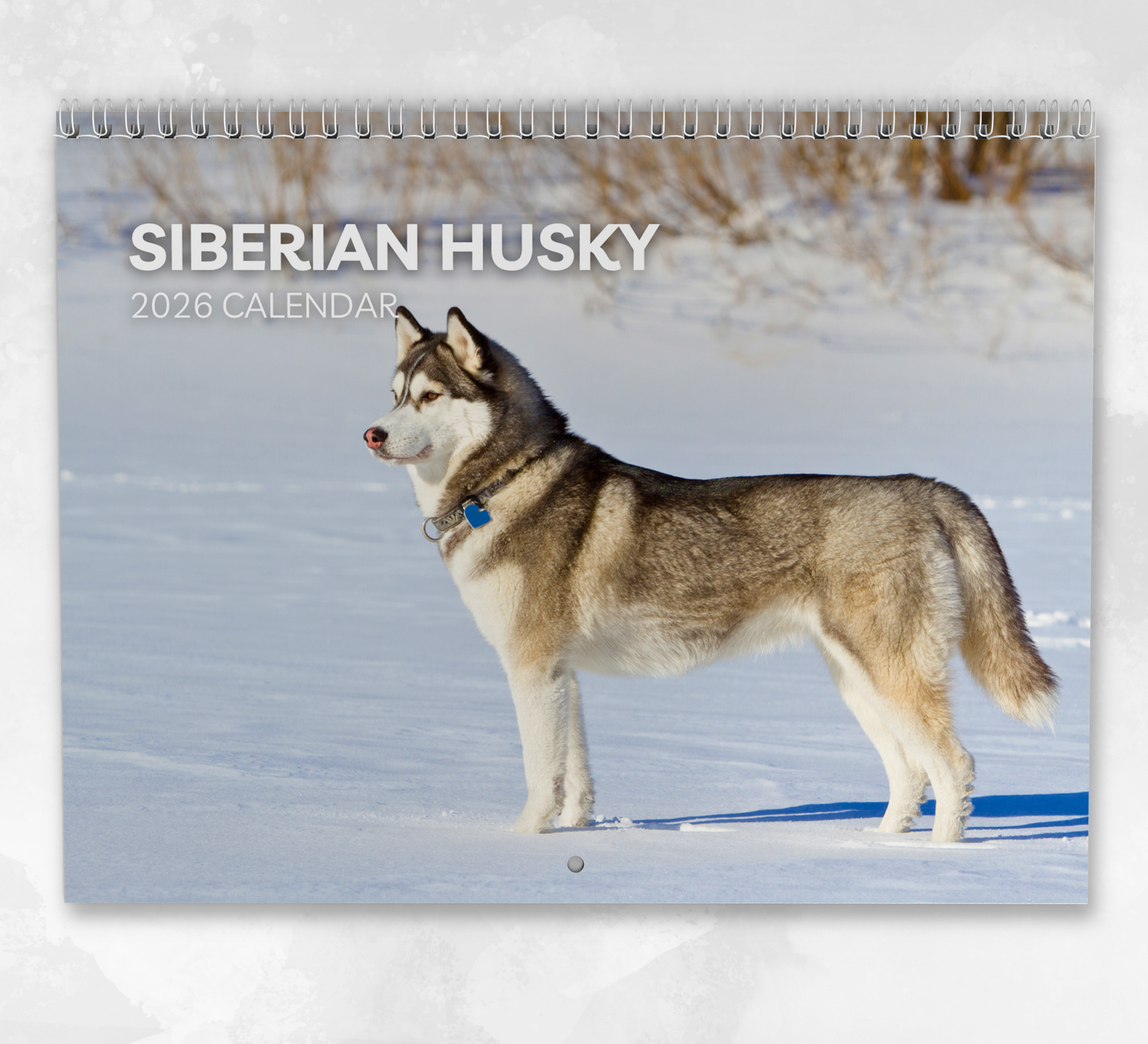 Siberian Husky Calendar 2026