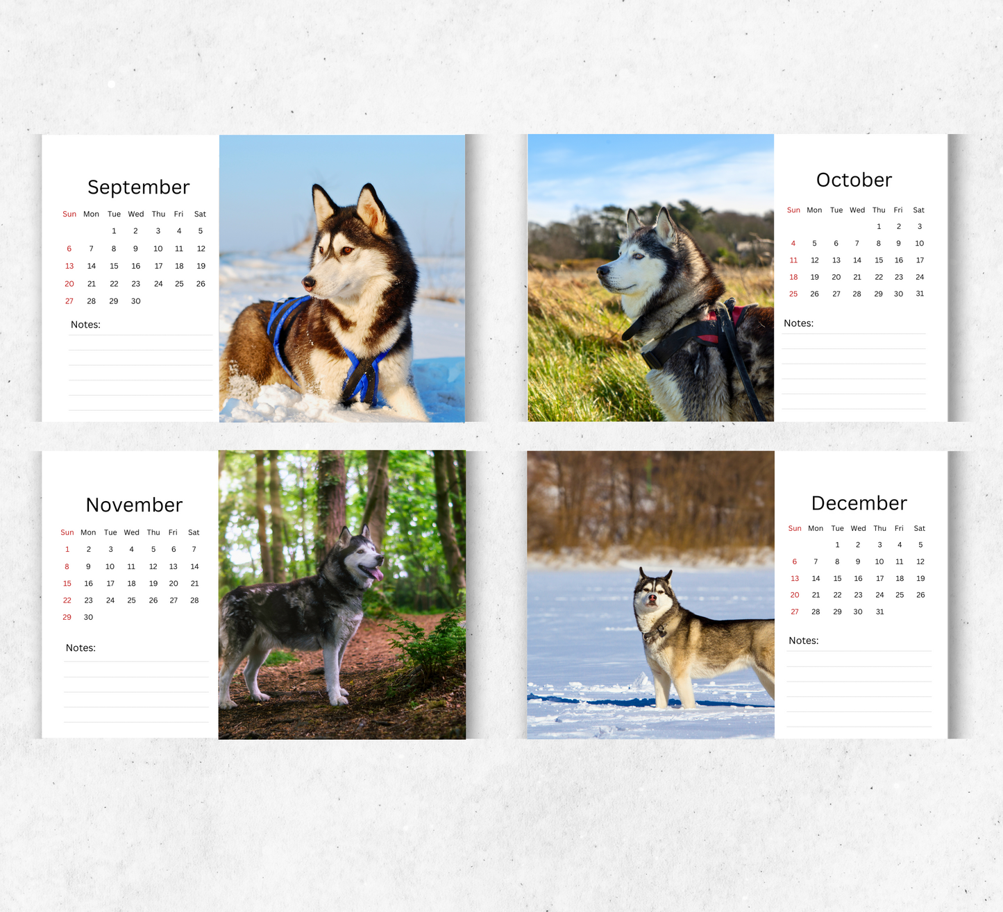 Siberian Husky Desk Calendar 2026-2027