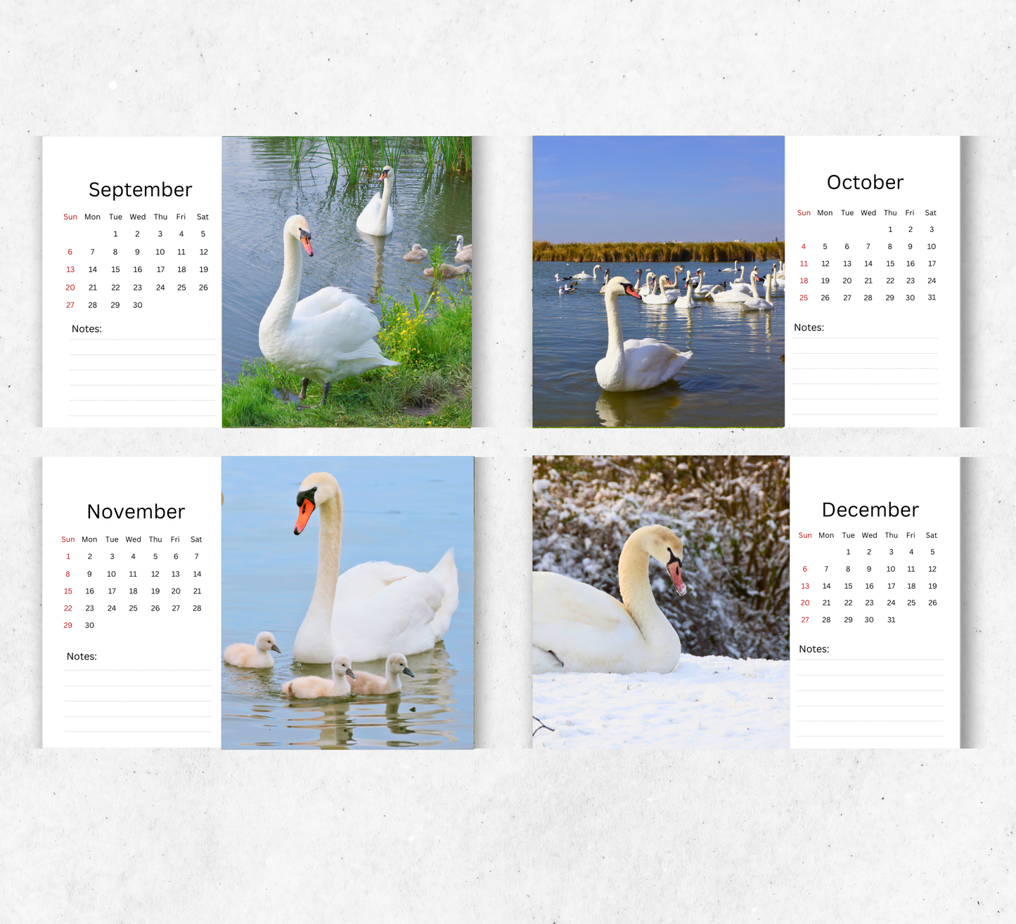 Swan Desk Calendar 2026-2027