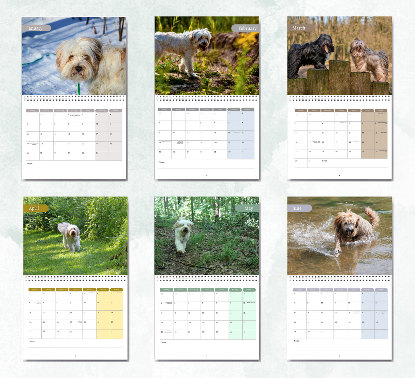 Tibetan Terrier Calendar 2026