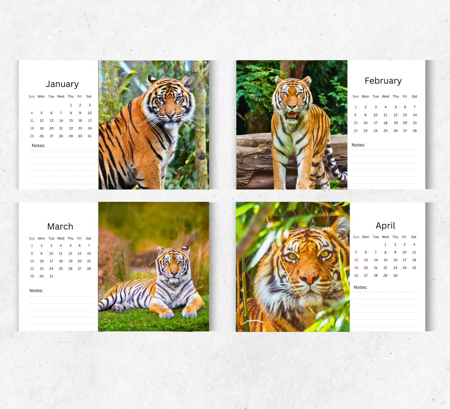 Tiger Desk Calendar 2026-2027