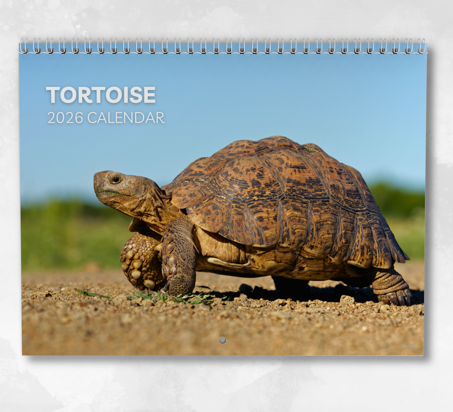 Tortoise Calendar 2026