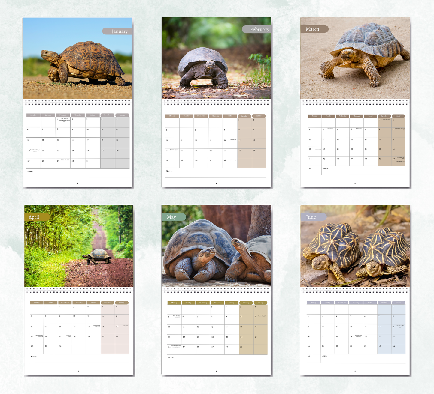 Tortoise Calendar 2026