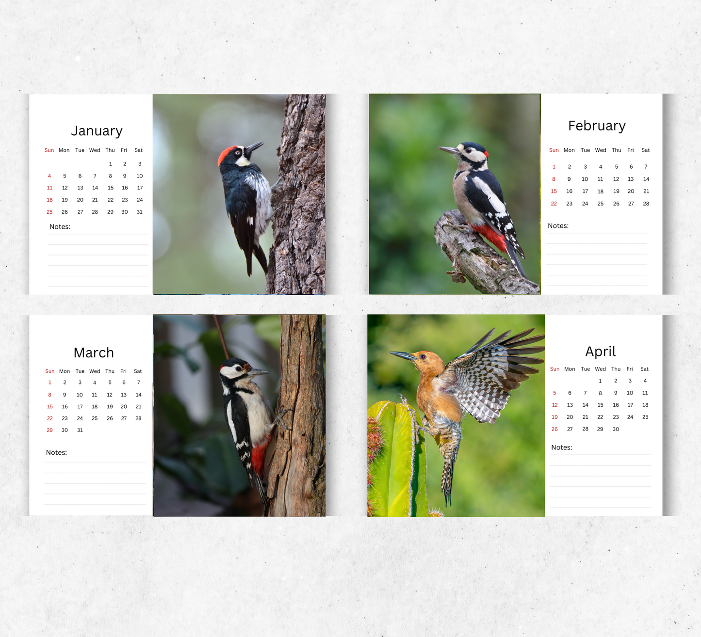 Woodpecker Desk Calendar 2026-2027