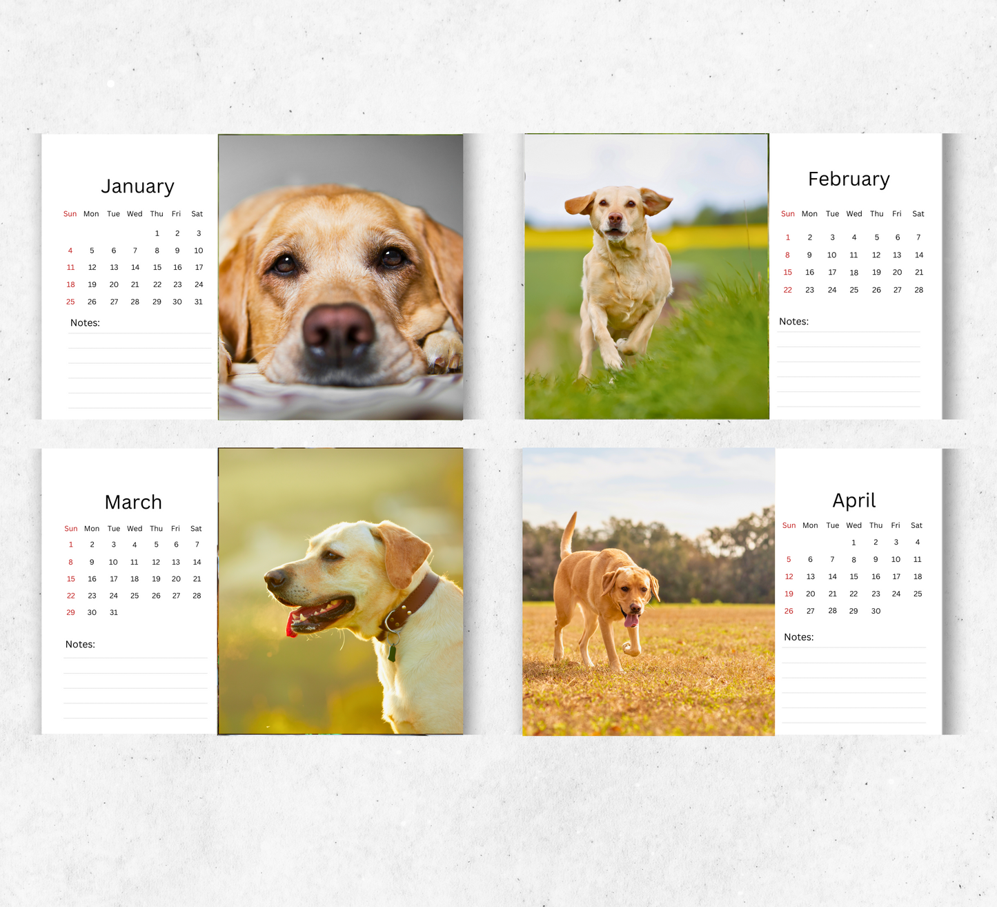 Yellow Labrador Desk Calendar 2026-2027