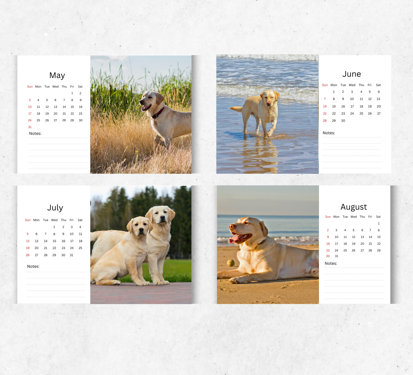 Yellow Labrador Desk Calendar 2026-2027