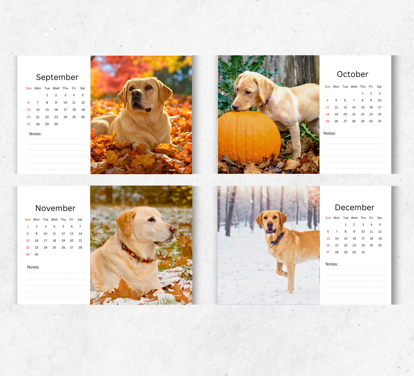 Yellow Labrador Desk Calendar 2026-2027