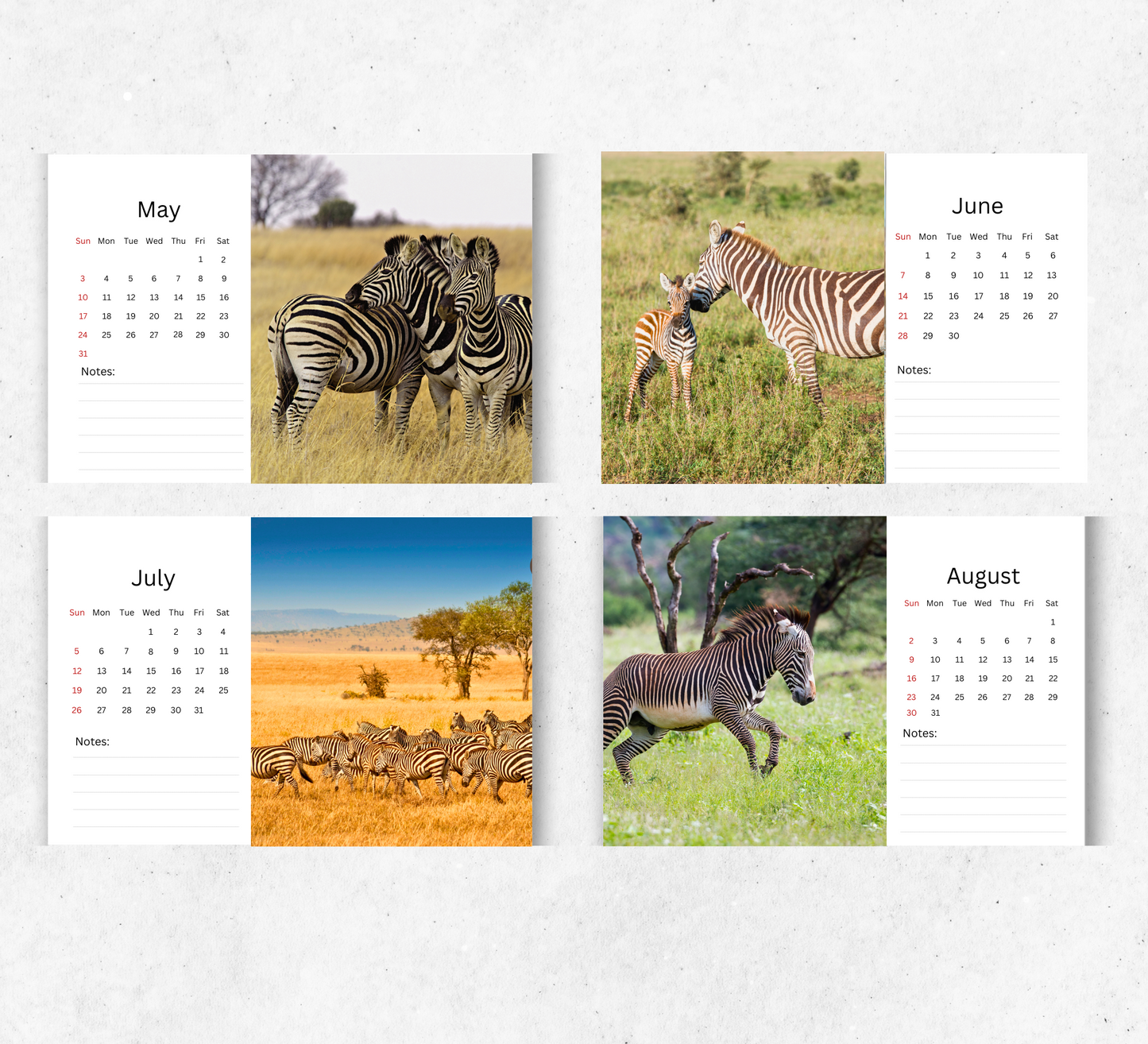 Zebra Desk Calendar 2026-2027
