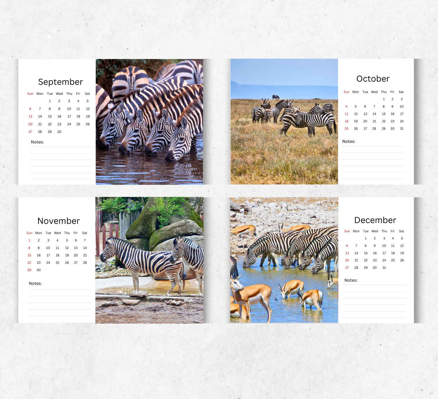 Zebra Desk Calendar 2026-2027