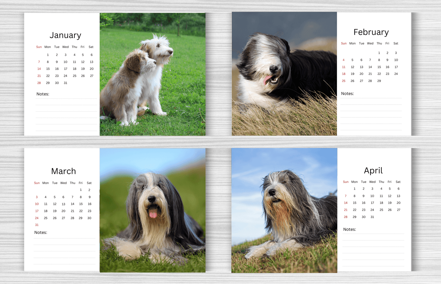 Bearded Collie Desk Calendar 2025