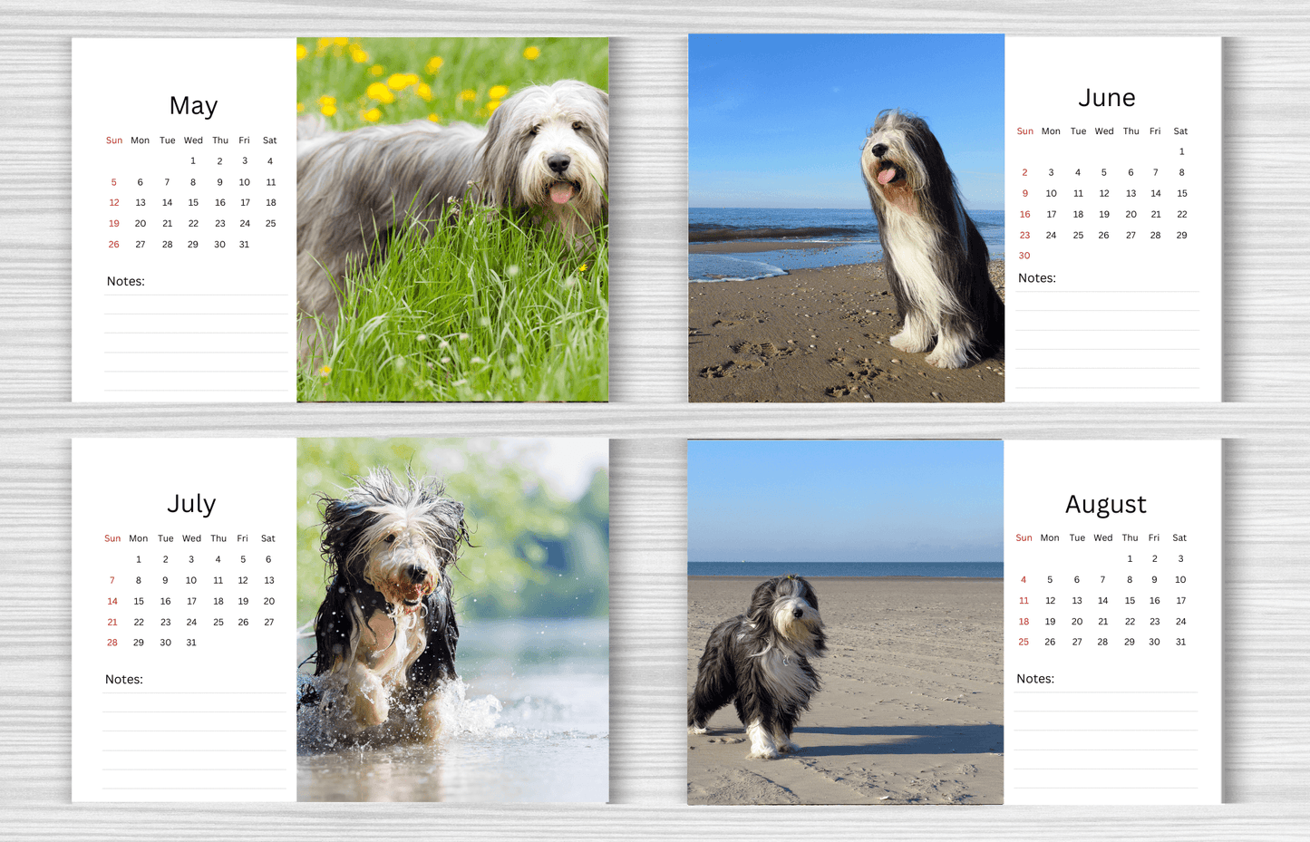 Bearded Collie Desk Calendar 2025
