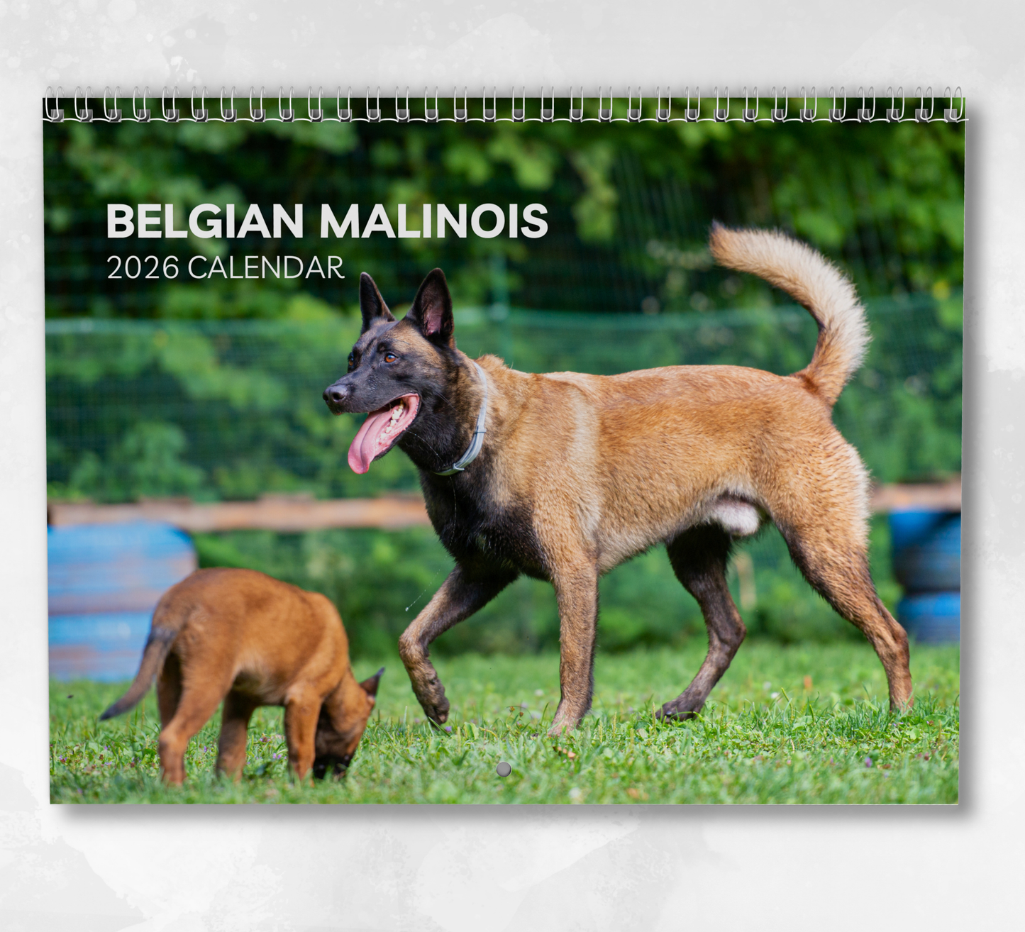 Belgian Malinois Calendar 2026