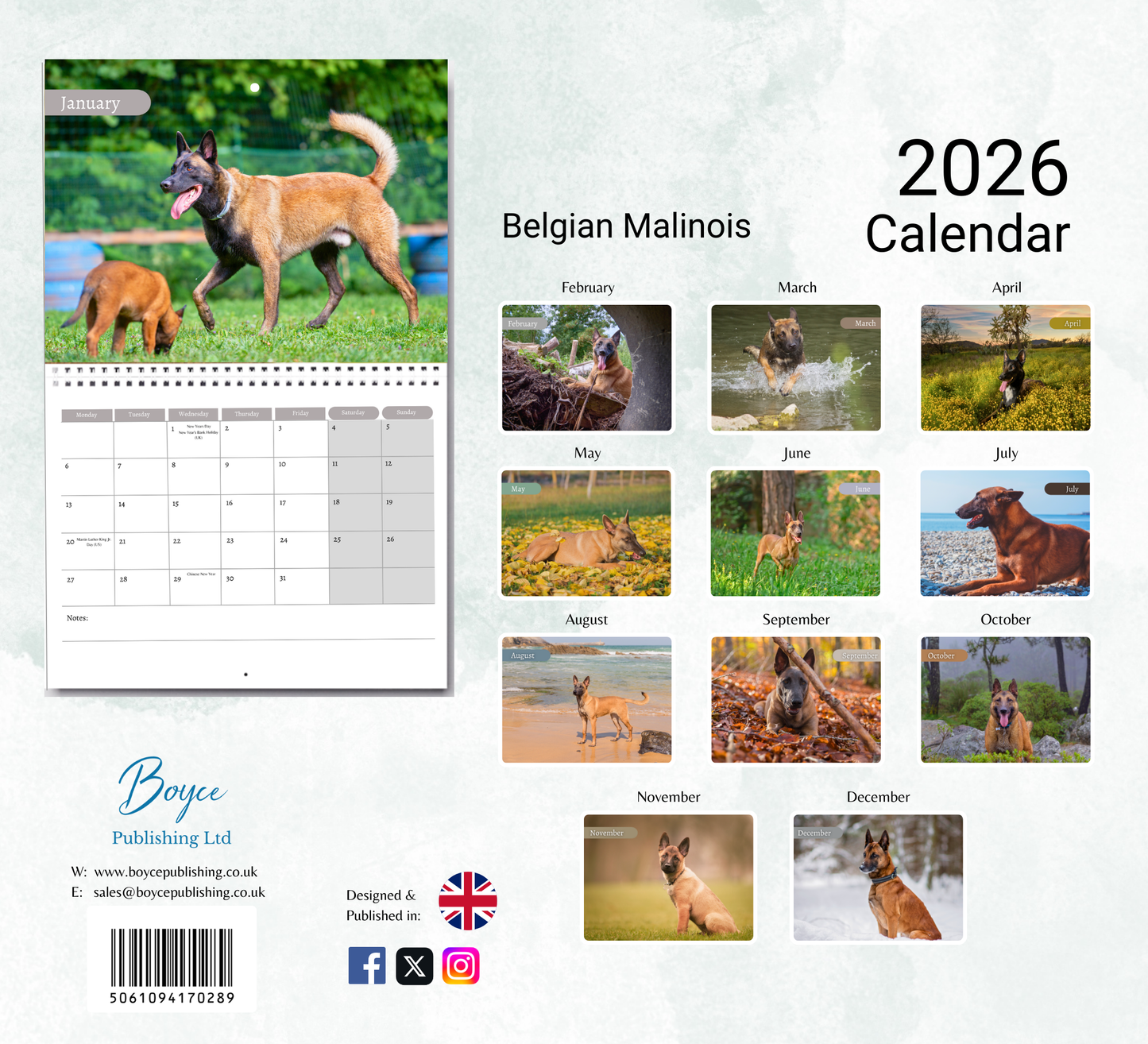Belgian Malinois Calendar 2026