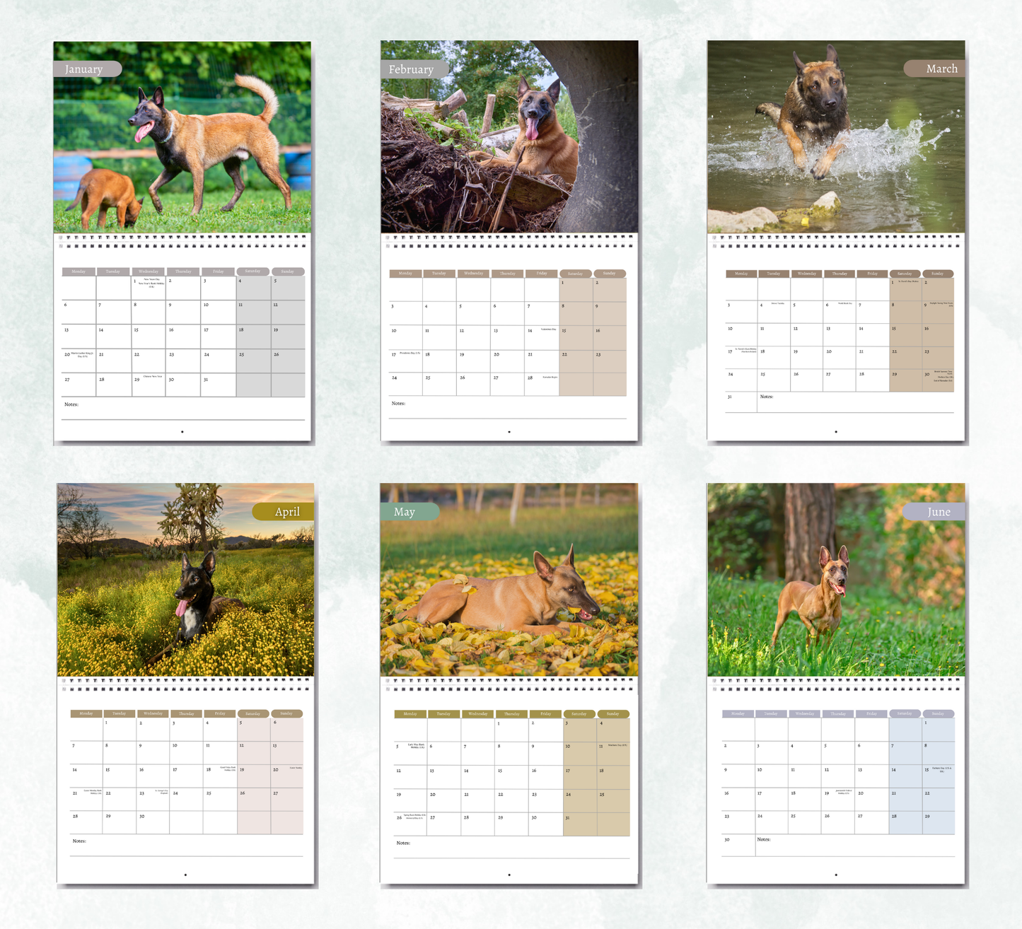 Belgian Malinois Calendar 2026