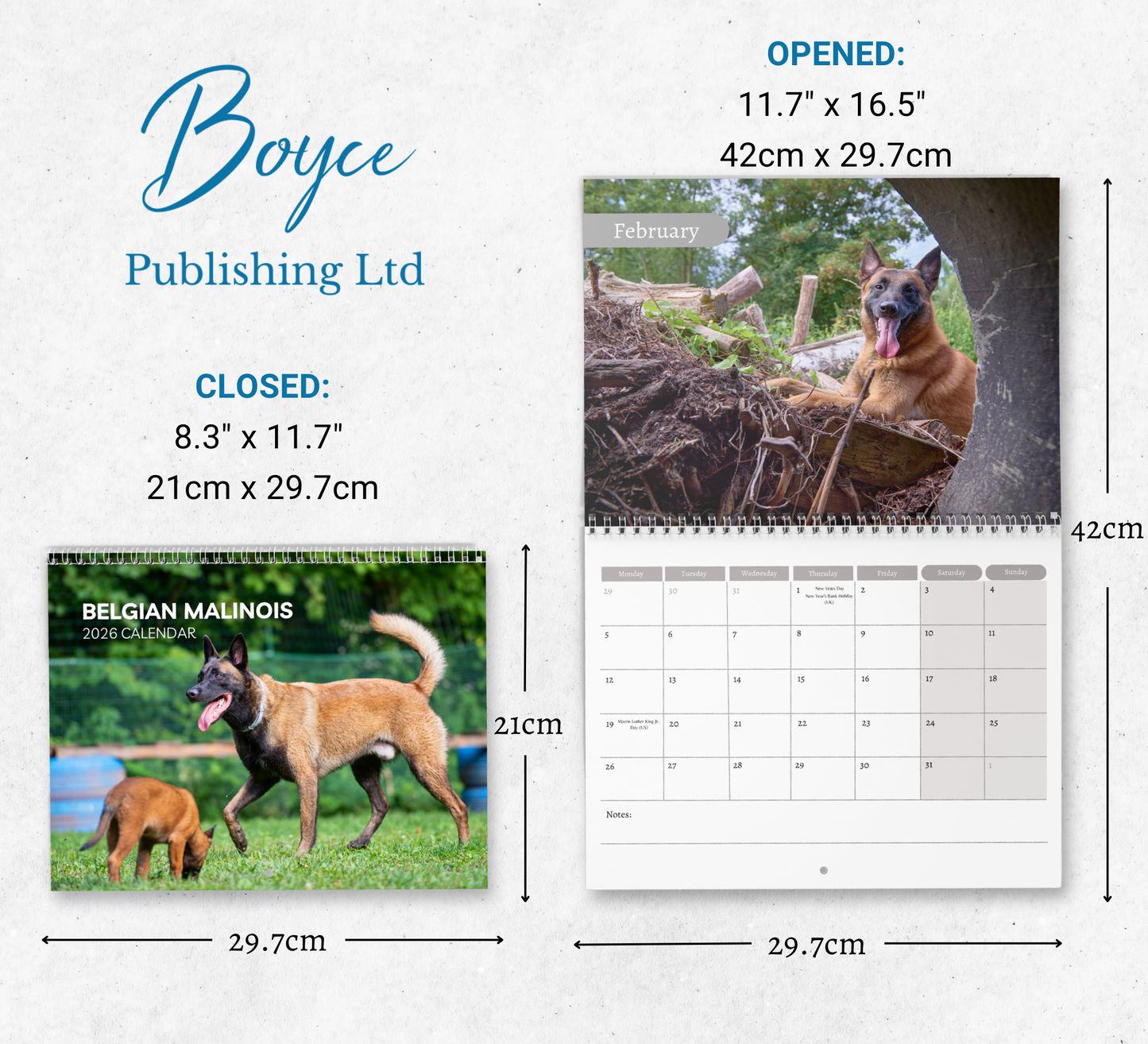 Belgian Malinois Calendar 2026