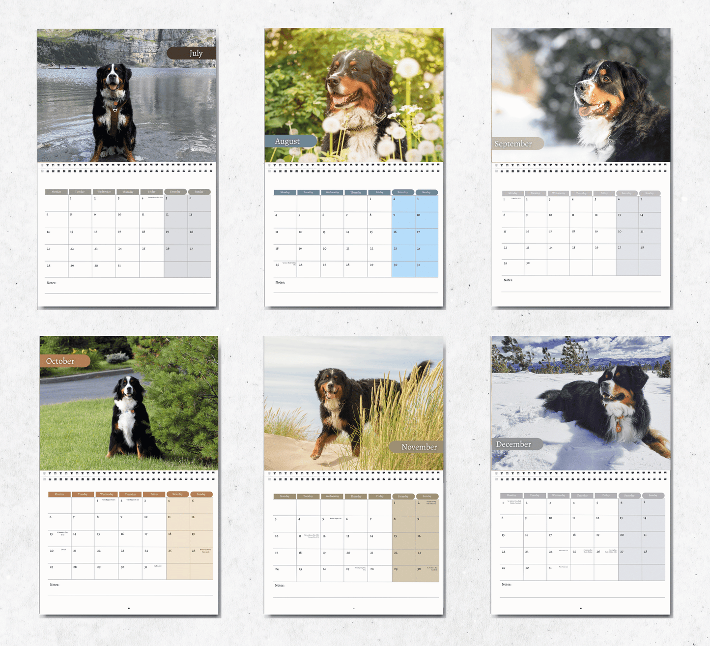 Bernese Mountain Dog Calendar 2025