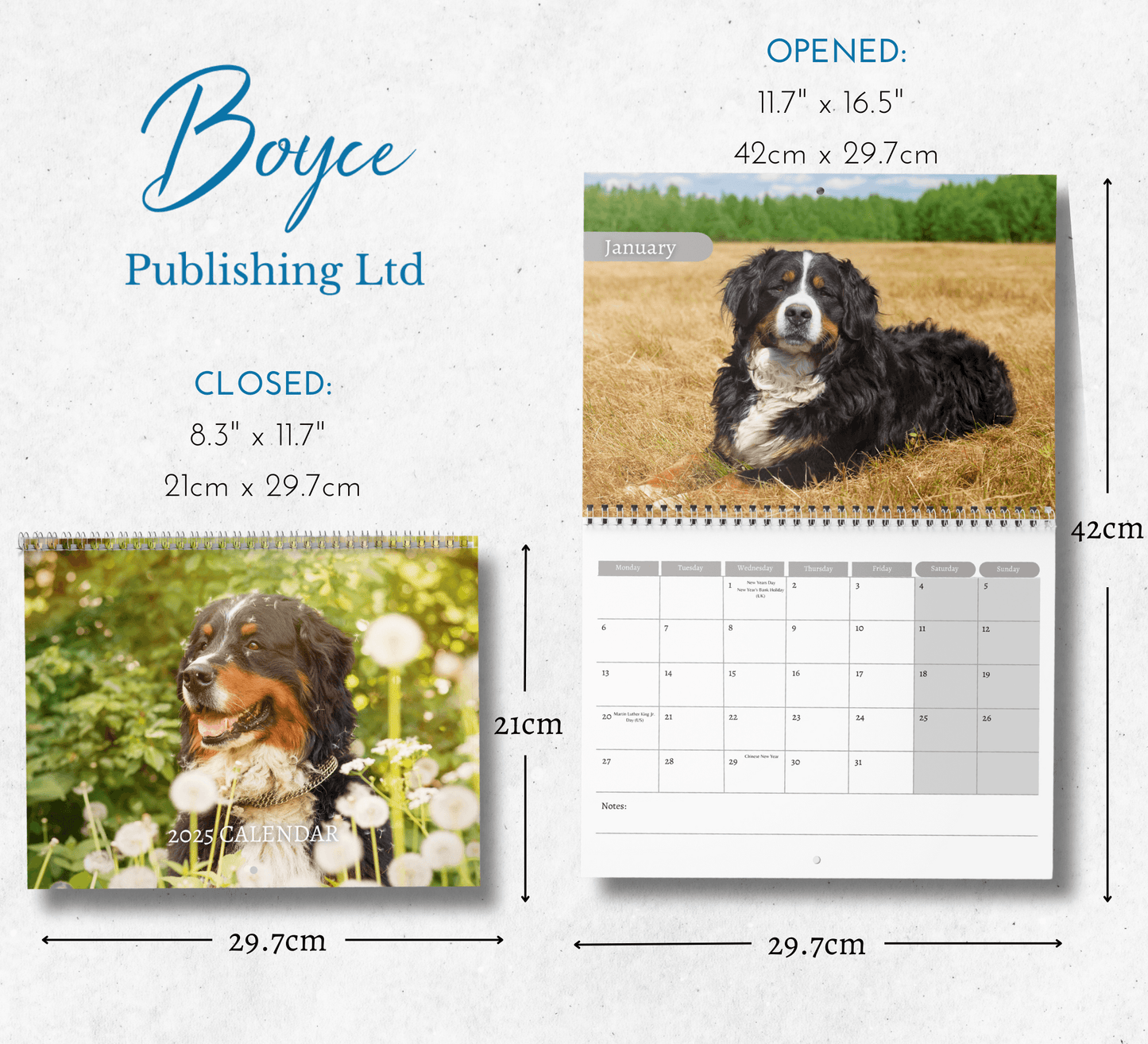 Bernese Mountain Dog Calendar 2025