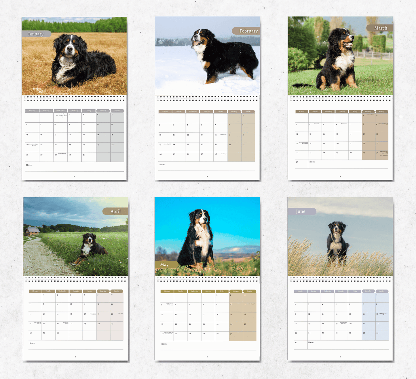 Bernese Mountain Dog Calendar 2025